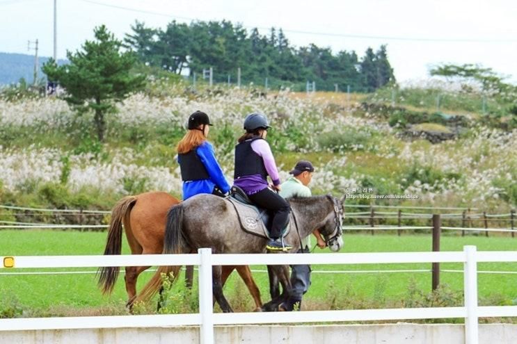 제주도 말타기 산도스카발리오홀스파크 승마장 다채롭네