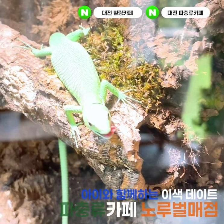아이와 함께하는 이색 데이트, 파충류카페 대전 노루벌매점