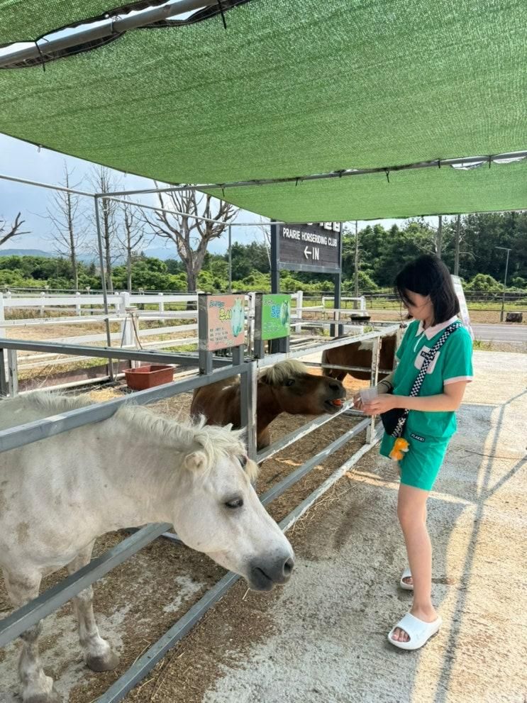 * 제주도 승마체험 초원승마클럽 , 더클리프 여행마지막날...