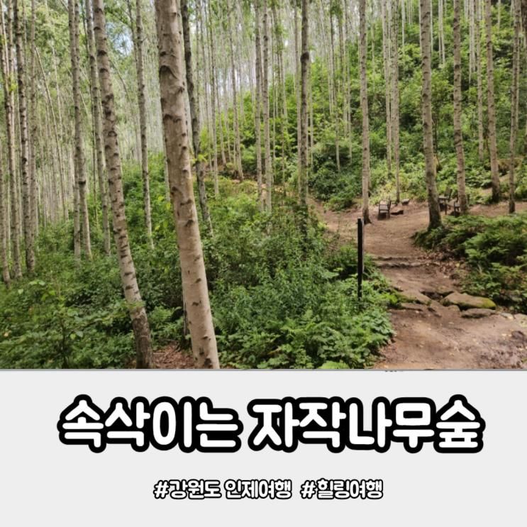 아이와 강원도 인제 여행 속삭이는 자작나무숲 초록 힐링