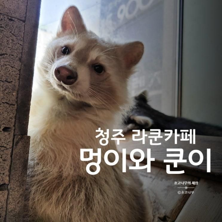 청주 애견카페 고양이, 미어캣, 라쿤카페 멍이와쿤이 내돈내산...