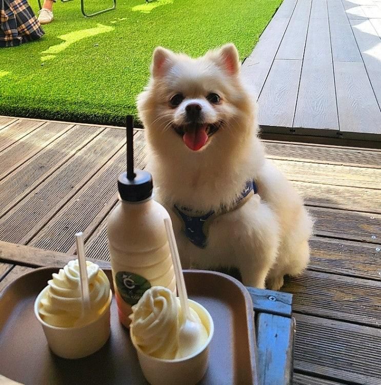 대천해수욕장 애견동반 카페, 야외 테라스가 있는 '코랄커피'