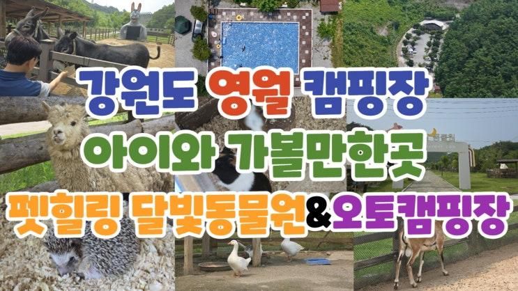 강원도 영월 캠핑장 아이와 가볼만한곳 펫힐링 달빛동물원...