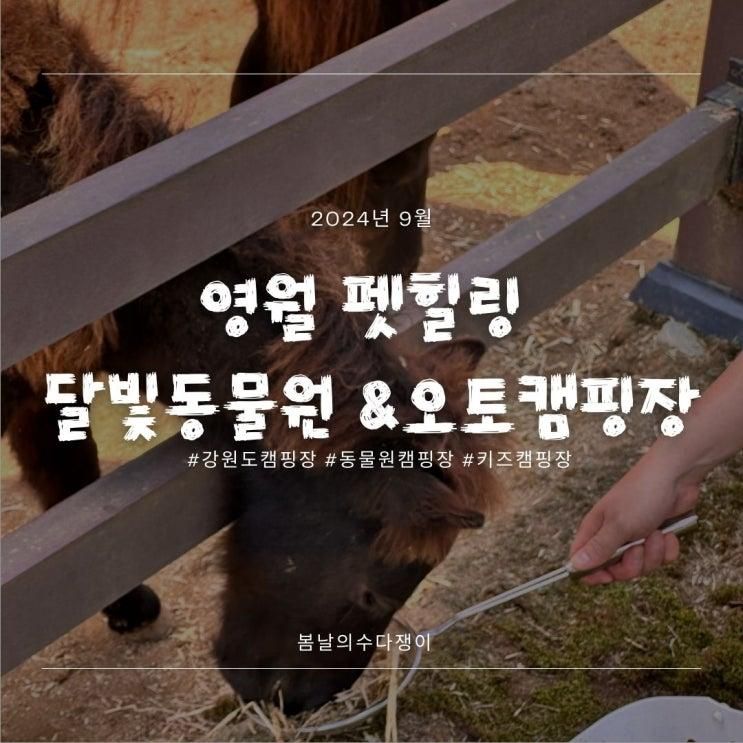 강원도 영월 키즈 캠핑장｜펫힐링 달빛동물원&오토캠핑장｜후기