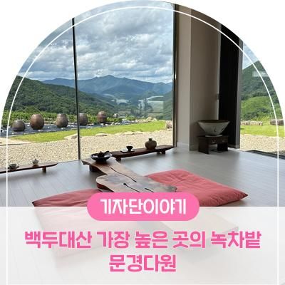 문경 카페 , 백두대산 줄기 가장 높은 위치 녹차밭 문경다원