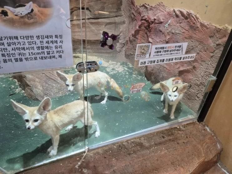 테이블에이 파주점_아이와 함께 특별한 실내 동물원:)