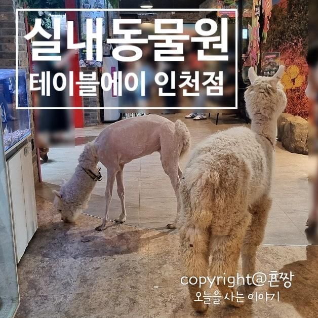 실내 동물원 알파카 동물 먹이주기 체험 테이블에이 인천송도점