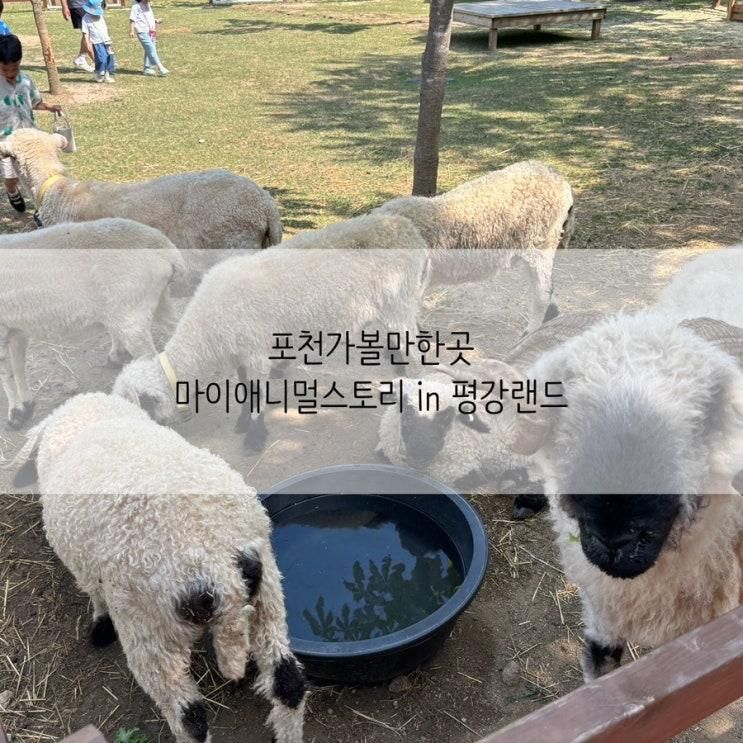 포천 가볼만한곳 마이애니멀스토리 in 평강랜드