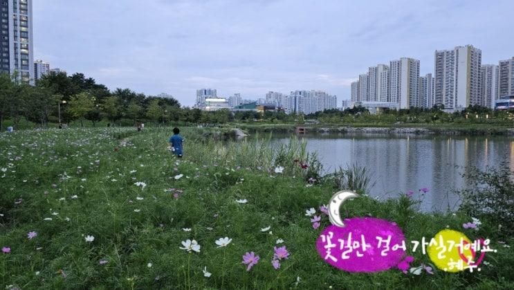 하남시 미사호수공원 산책길엔 코스모스가 예쁘게 피어..