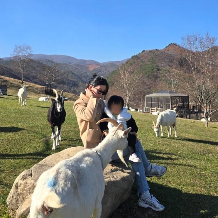 [태백] 돌아기 갈만한 곳 (도계나무나라/몽토랑산양목장)