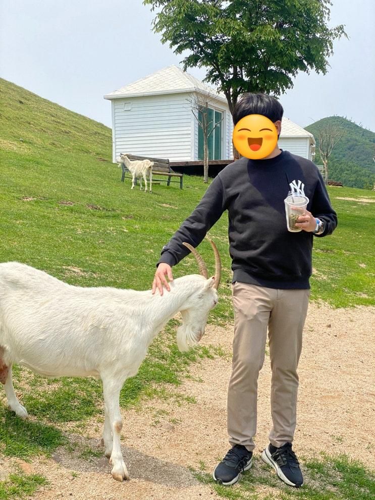 태백 몽토랑 목장 카페 아이와 산양 먹이주기