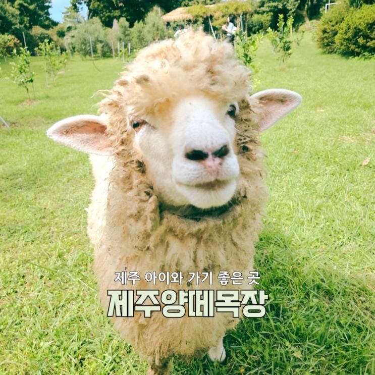 제주 아이랑 가볼 만한 곳 가성비 동물원 제주양떼목장