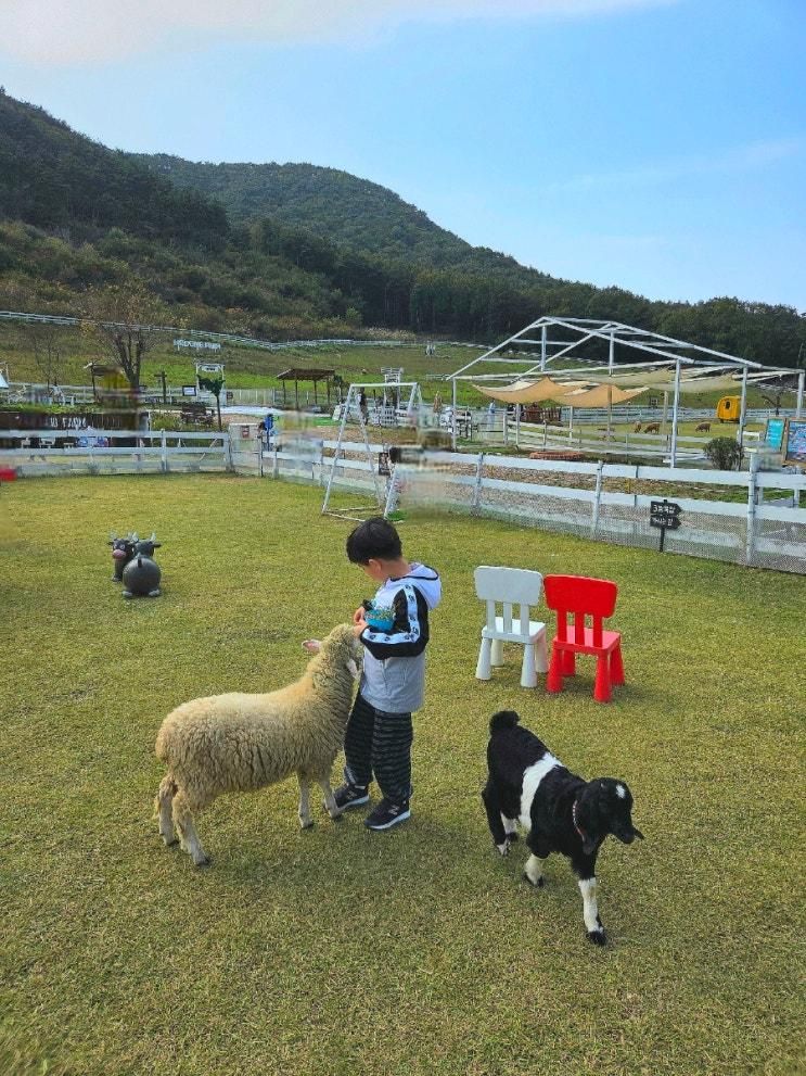 대구근교/경북 아이와 가볼만한 곳 동물먹이주기체험 방목형 양떼목장 "상주 모동목장"