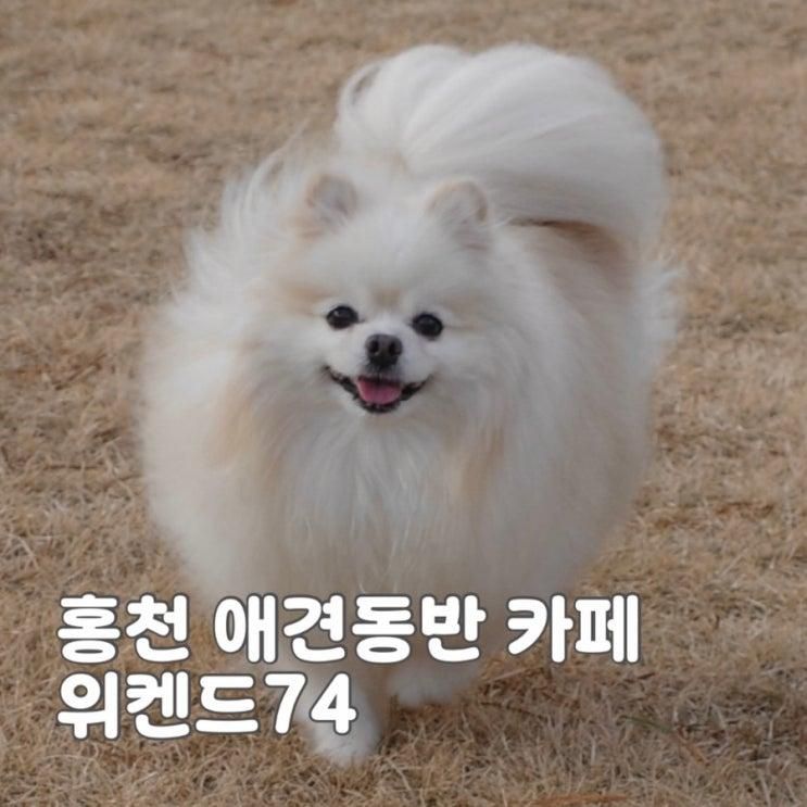 홍천 대형 애견동반 카페 위켄드74 솔직후기