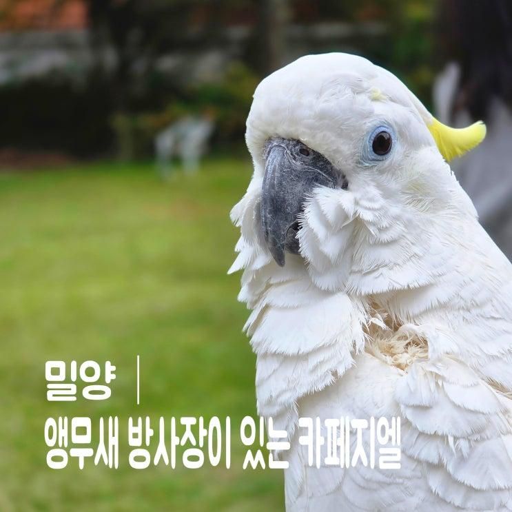 경남 밀양 아이랑 갈만한 곳 야외 앵무새 카페, 카페지엘