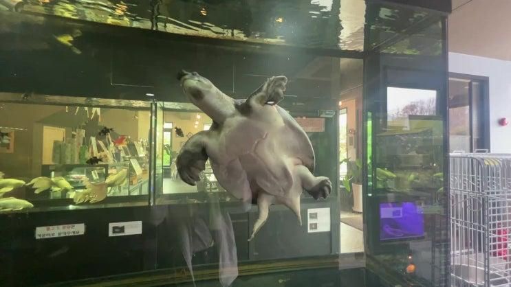 [밀양] 앵무새 수족관이 있는 이색체험 카페 "카페지엘"