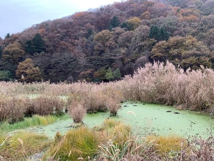 갈대밭이 예쁜 산책코스, 용인 길업습지공원. 차크닉 명소.