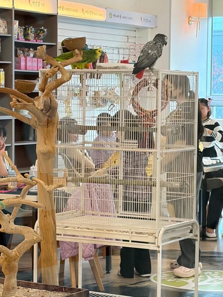 🦜✨ 구미 리프패럿 앵무새카페 방문후기ㅡ아이랑 가기 최고! 먹이체험까지 완.벽.해요💛