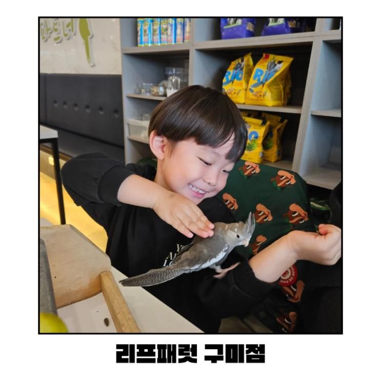 [리프패럿 구미점]_구미 앵무새카페, 구미 아이랑 가볼만한 곳, 구미 실내동물, 실내동물체험, 앵무새체험