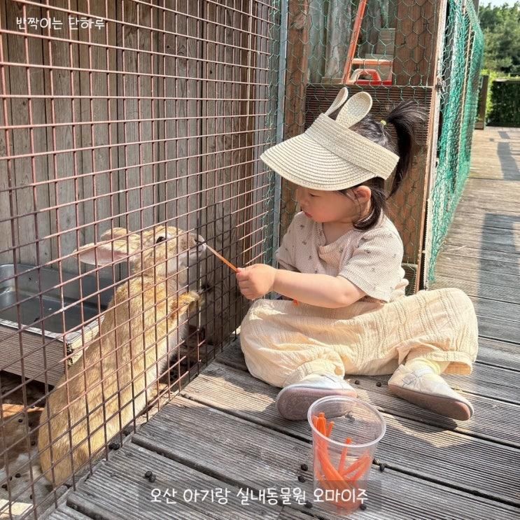 오산 아기랑 가볼만한곳 오마이주 실내동물원 동물 먹이주기체험