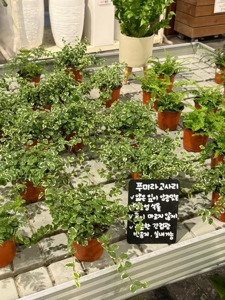 용인 기흥 어반리프 플랜트핏 주말 아이와 갈만한곳 대형베이커리카페