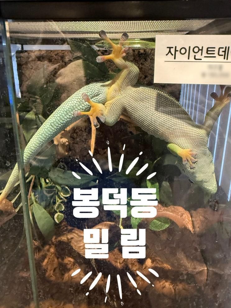 [대구] 봉덕동 파충류 카페 밀림
