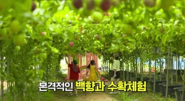 두리농장 백향과 따는 모습 안성지역방송 탔다🤣