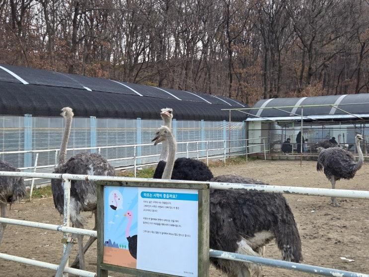 [장소] 30개월 아이와 함께 파주 가볼 만한 곳 '파주 우농타조농장'