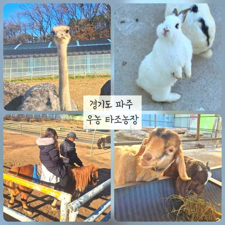 [파주] 우농 타조농장 조랑말 승마 체험 소동물 구경