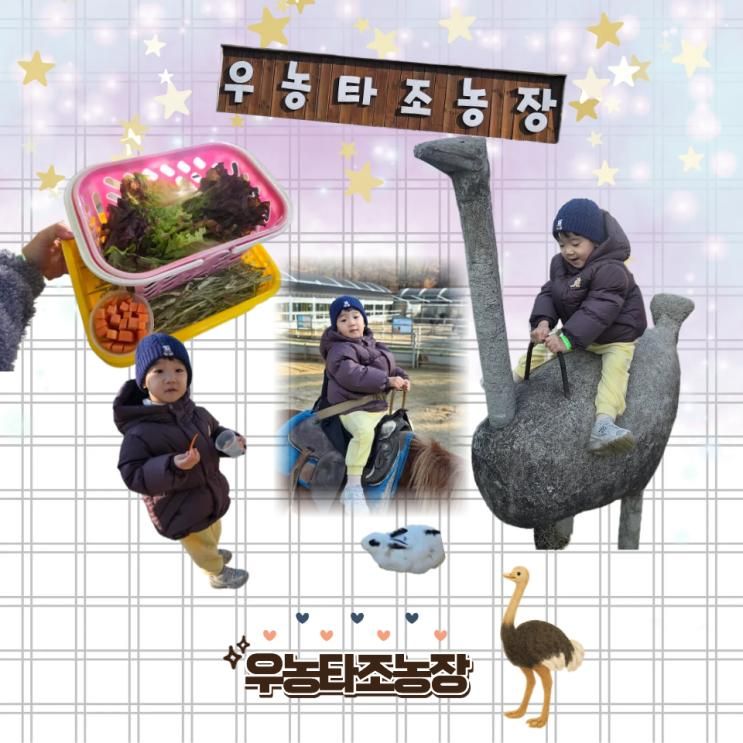 우농타조농장 : 파주 아기와 함께 방문하기 좋은 동물체험농장