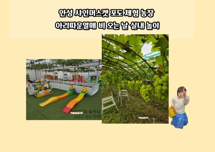 안성 샤인머스켓 포도 체험 농장 아리따운열매 비 오는 날 실내 놀이