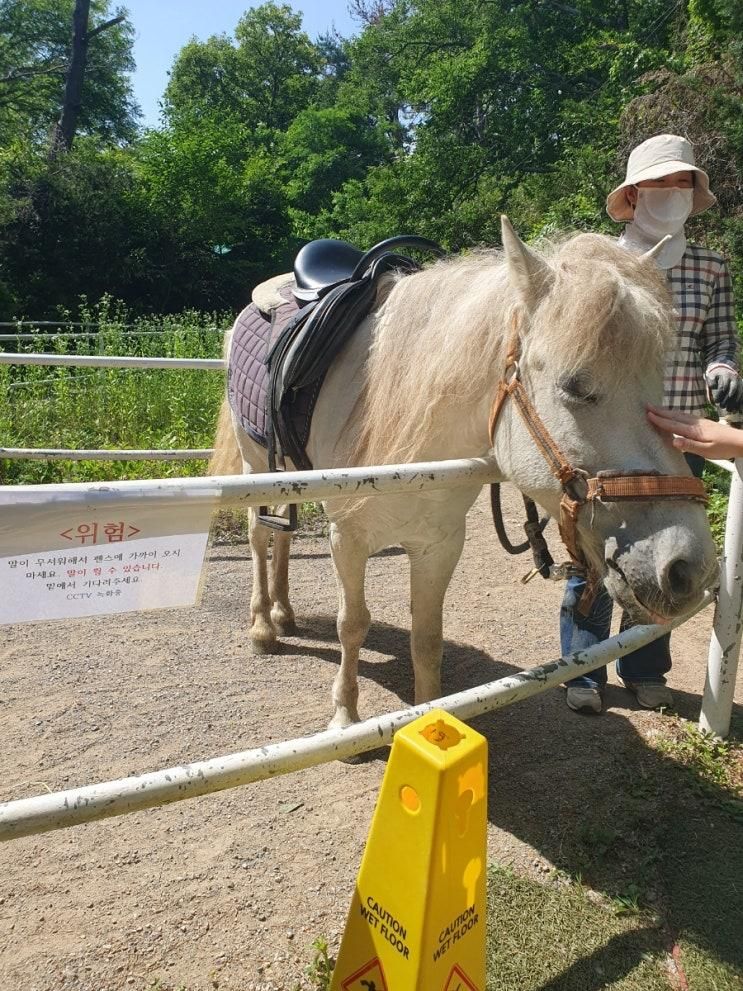 [김해 아이랑] "대동 승마랜드" 말 토끼 기니피그 양 사슴🐑🐎🐶🐐🐇