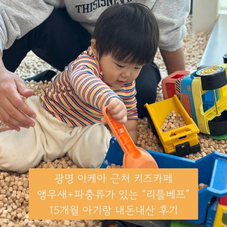 광명 아기랑 가볼만한 곳 앵무새, 도마뱀이 있는 키즈카페 “리틀베프” 내돈내산 추천