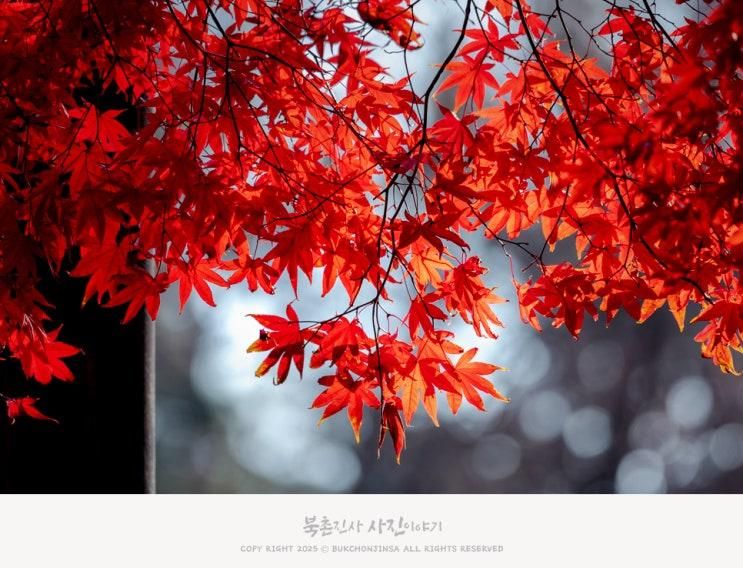 서울 단풍 명소, 삼청공원 만추(晩秋)를 담다(feat.가을풍경 및 숲속도서관 & 유아숲체험 & 서울미래유산공원)