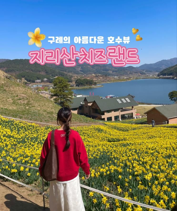 [지리산치즈랜드]구례에서 보는 환상적인 수선화 뷰와 양먹이체험까지!!