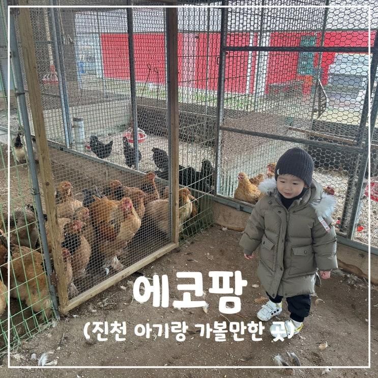 [에코팜] 진천 아기랑 가볼만한 곳 (동물 먹이주기 체험 / 진천 카페 추천)