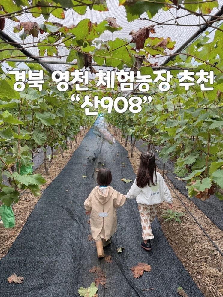 경북 영천 아이와 가볼만한곳 :: 체험농장 “산908” / 샤인머스캣수확체험 / 피자만들기 비오는 날 내돈내산 찐 후기 / 팜크닉추천