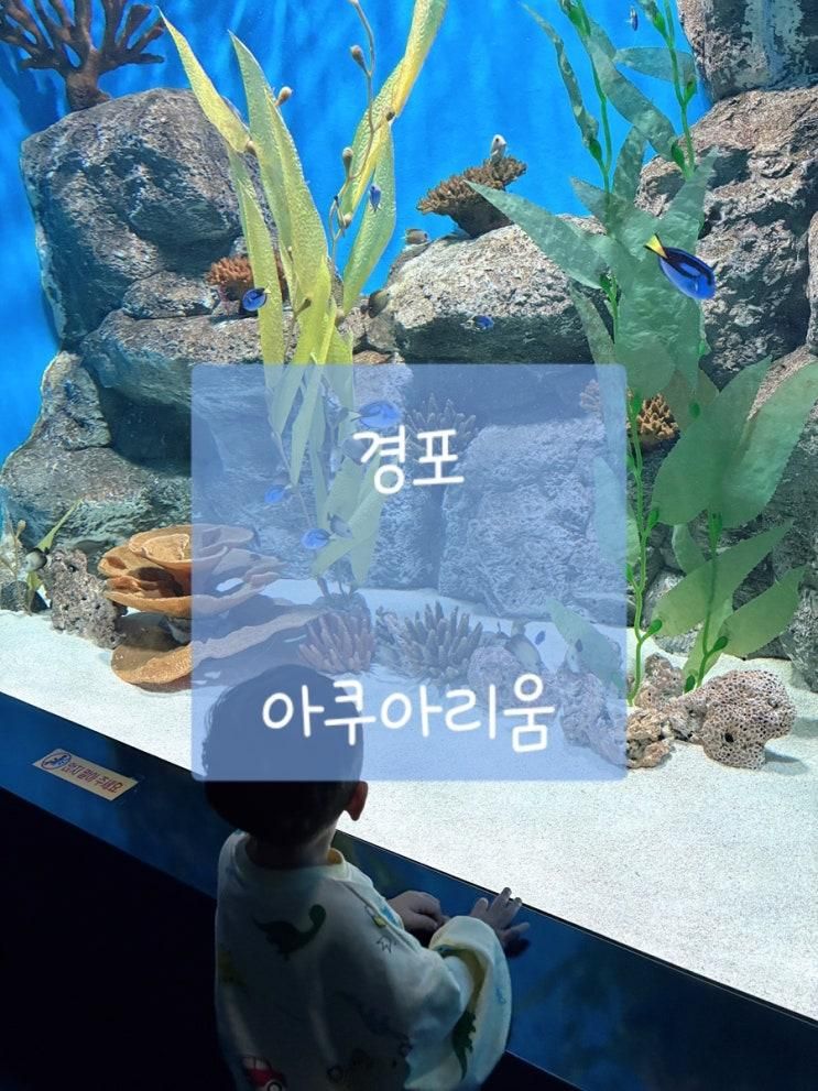 아이랑 강릉 경포 아쿠아리움 정보, 하이라이트는 소품샵?!!