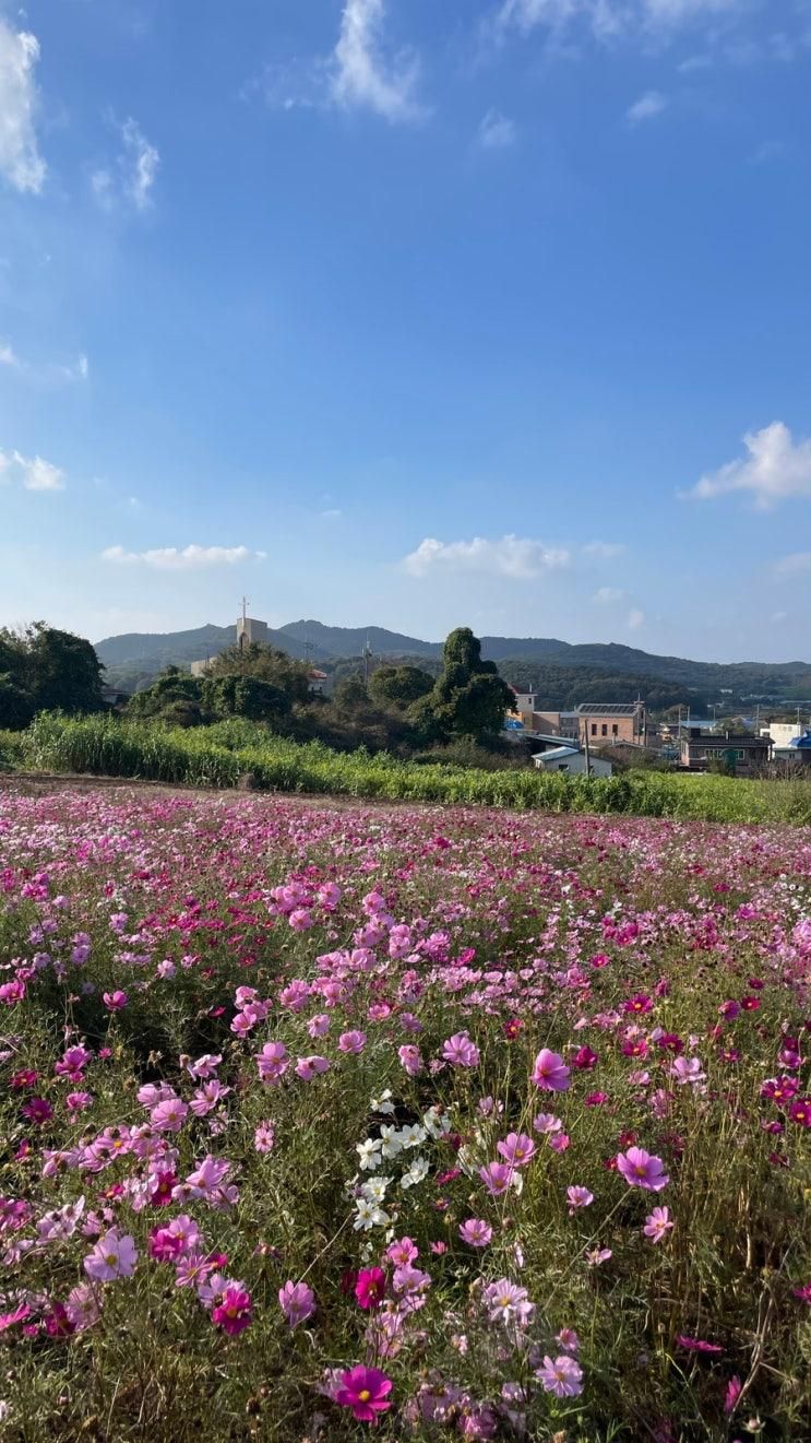 천북 가을 가볼 만한 카페 <청보리창고> 그해우리는 촬영지 | 11월 코스모스 핑크뮬리, 5월 청보리