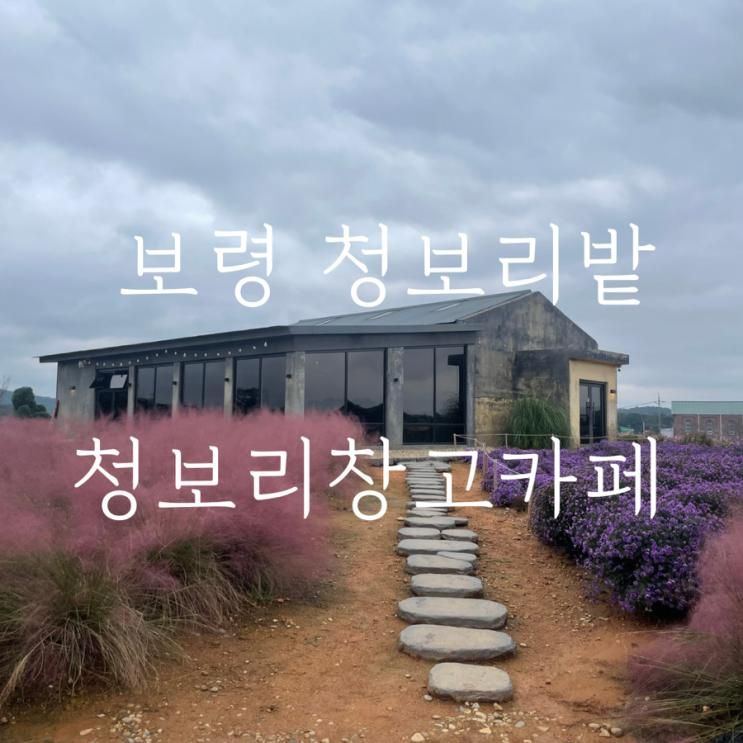 보령 코스모스 명소 청보리밭의 변신 청보리 창고 카페