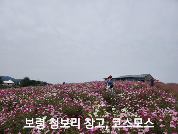 보령 청보리 창고, 청보리 대신 언덕을 가득 메운 코스모스