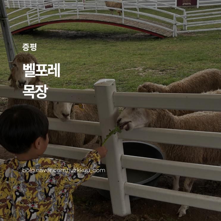 충북 증평 블랙스톤 벨포레 목장 𐂂 먹이주기체험,승마체험, 리틀팜까지