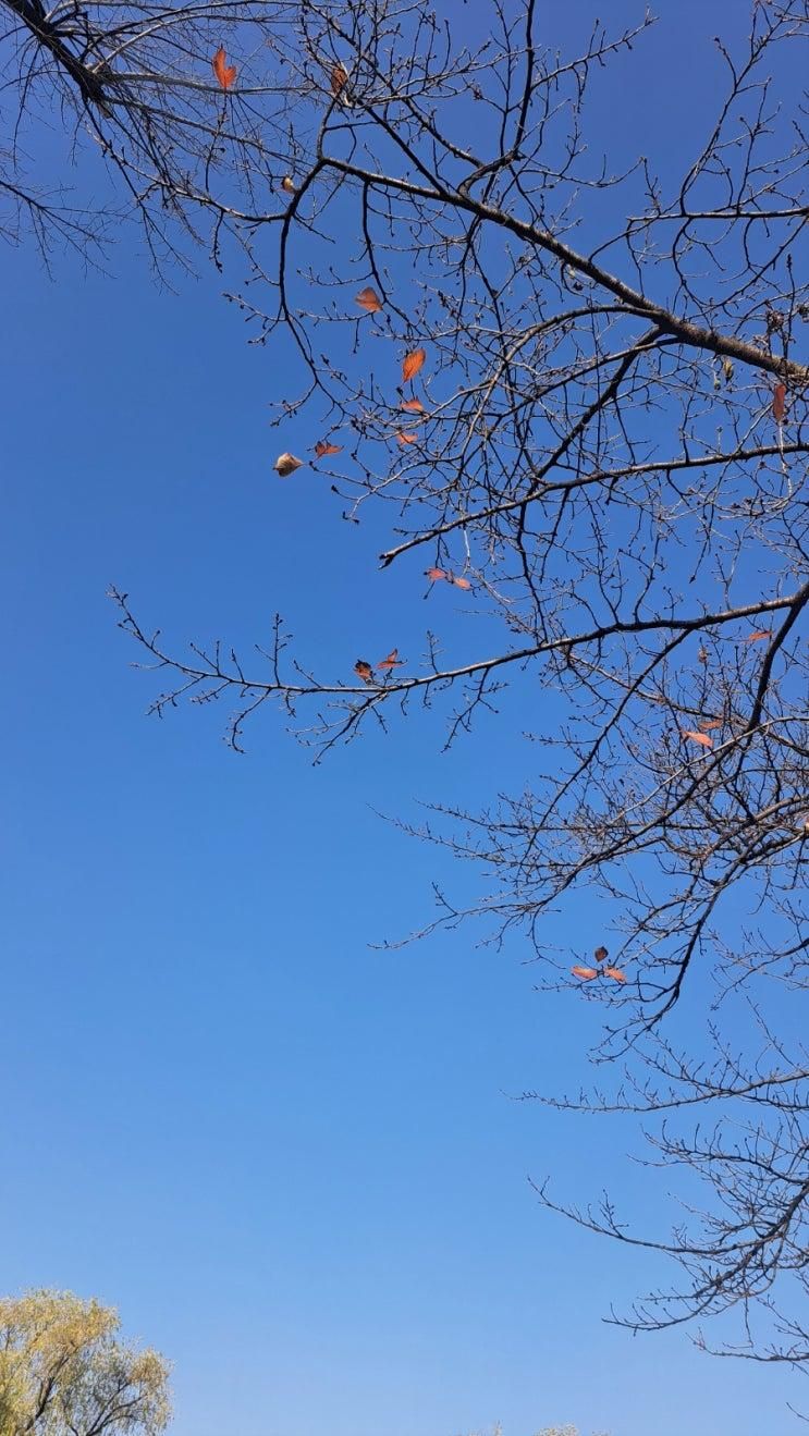 [용산 텃밭] 마지막까지 우렁각시가 "-" /원상복구/ 현실적인 후기