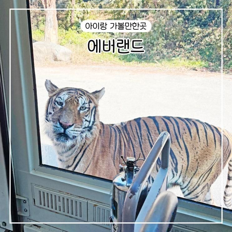 에버랜드 주말 4살 6살 아이랑 오픈런 후기 꿀팁 준비물 사파리 로스트밸리 판다월드 스마트줄서기