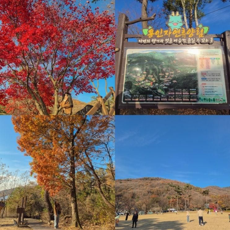 가을 끝자락 경기도 근교 가볼만한곳 추천 용인 자연휴양림 주차 입장료