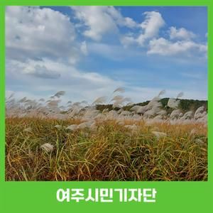 가을의 낭만을 따라, 여주 천남지구공원에서 만나는 물억새 군락지의 장관