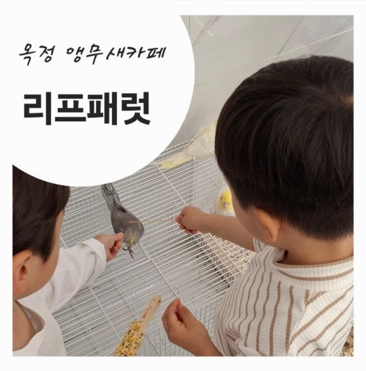 [내돈내산] 리프패럿 양주 옥정점 – 만 4세 아이와 앵무새 친구들 만나기