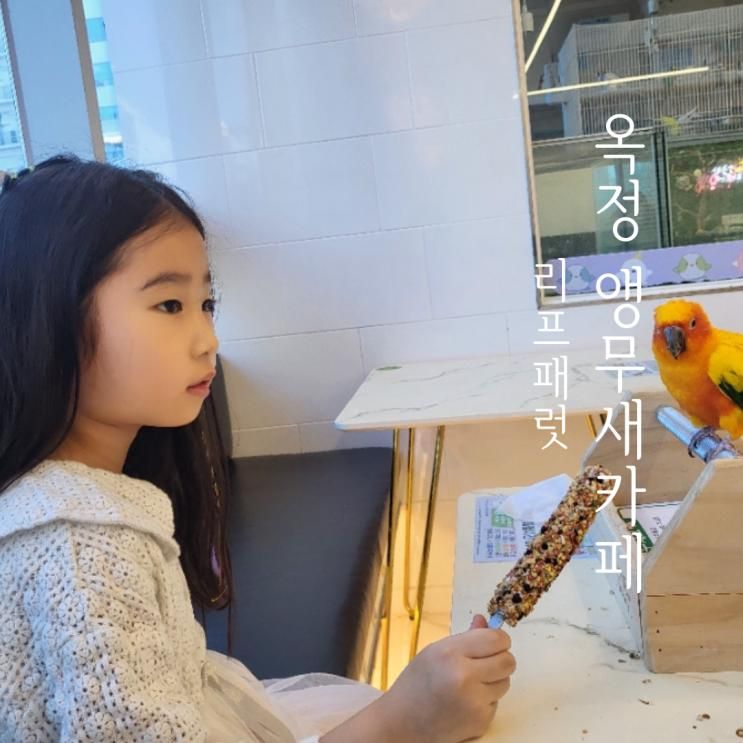 옥정 아이랑 갈만한 곳 앵무새 체험카페 리프패럿 내돈내산 방문후기
