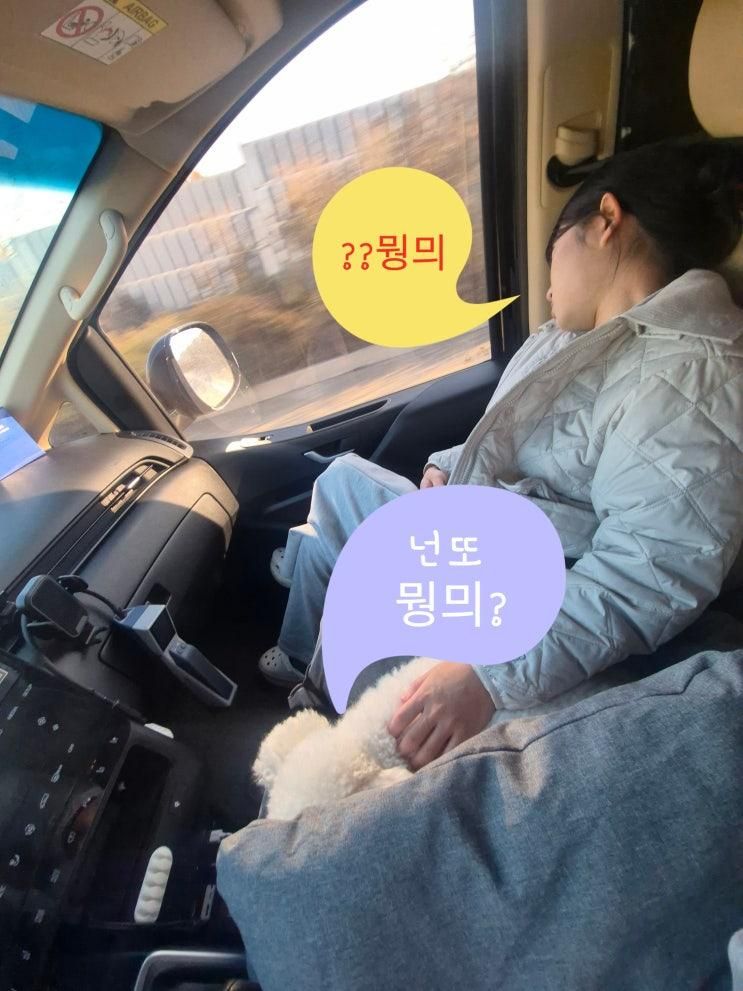 동화힐링캠프 애견 동반 글램핑 내돈내산 찐 후기