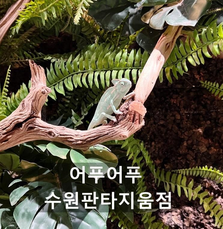 수원 아이와가볼만한곳 어푸어푸 수원판타지움점 파충류...